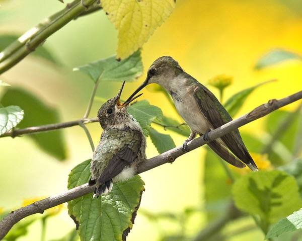 Immature male Ruby-throated Hummingbird and mother by BudOhio is licensed under CC BY-NC-ND 2.0